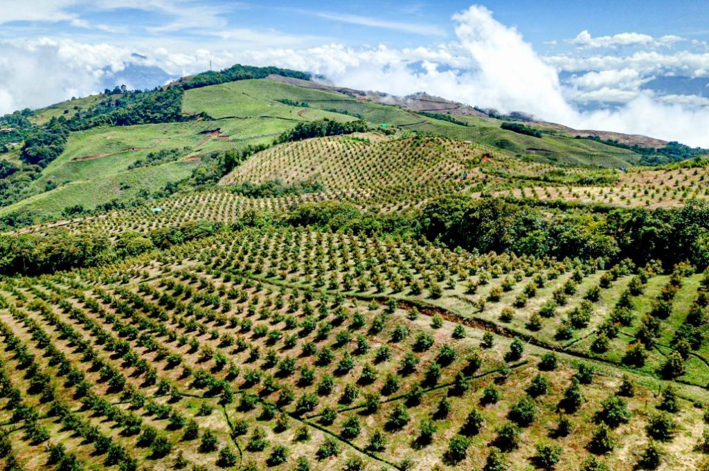 Corpohass_Aguacate_Hass_Cultivo_1-1-1030x685