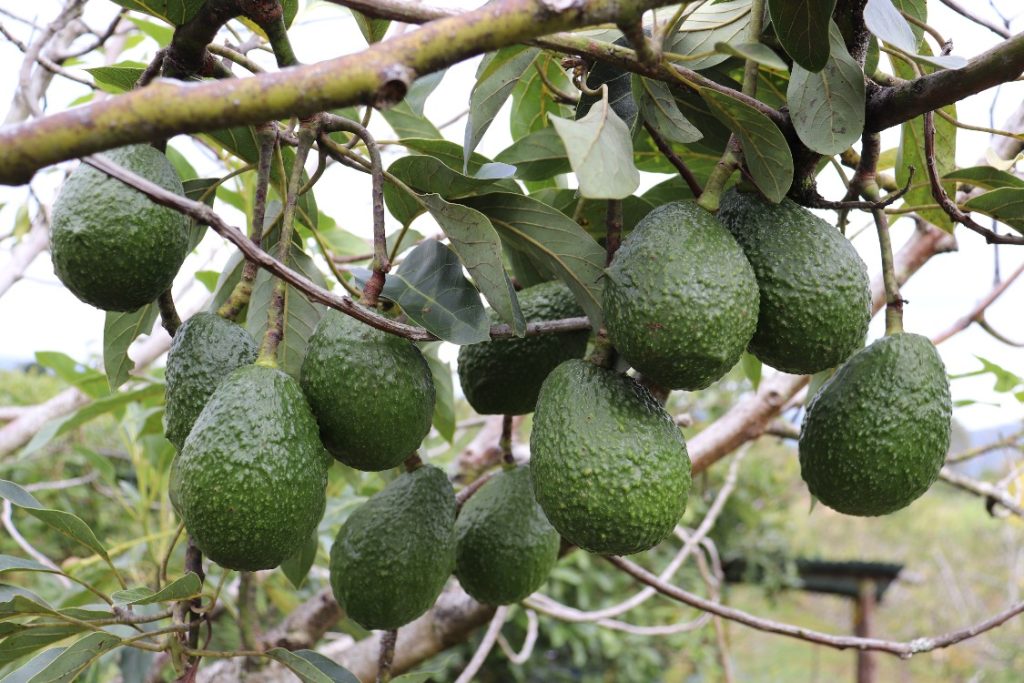el-cultivo-de-aguacate-una-alternativa-productiva-importante-para-el-pai-s_agrosavia